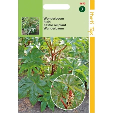 ricino (Ricinus communis)