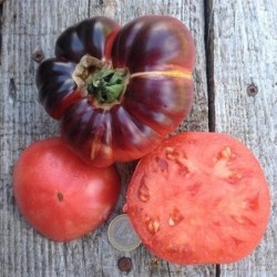 tomate blue betty (semillas ecolÃ³gicas)