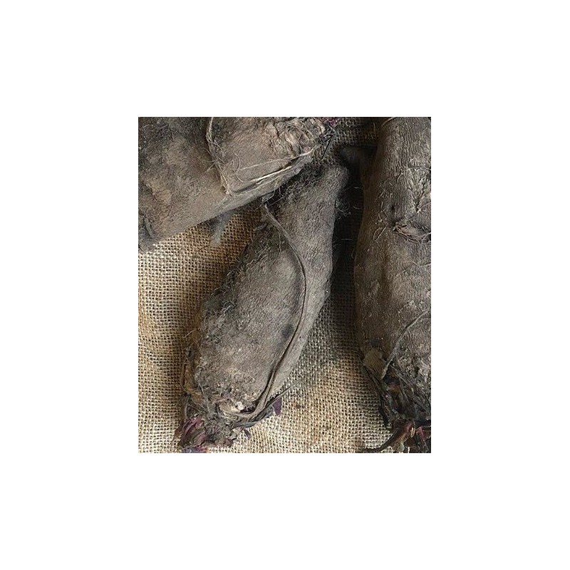 Remolacha crapaudine semillas no tratadas