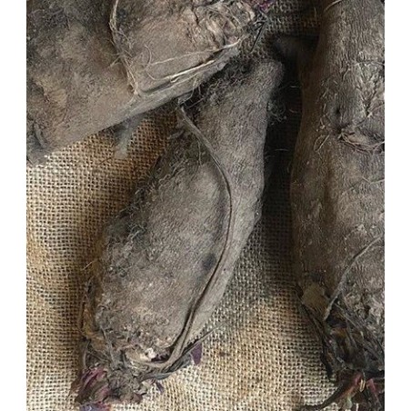 Remolacha crapaudine semillas no tratadas