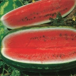 sandia klondike RS-57- semillas no tratadas