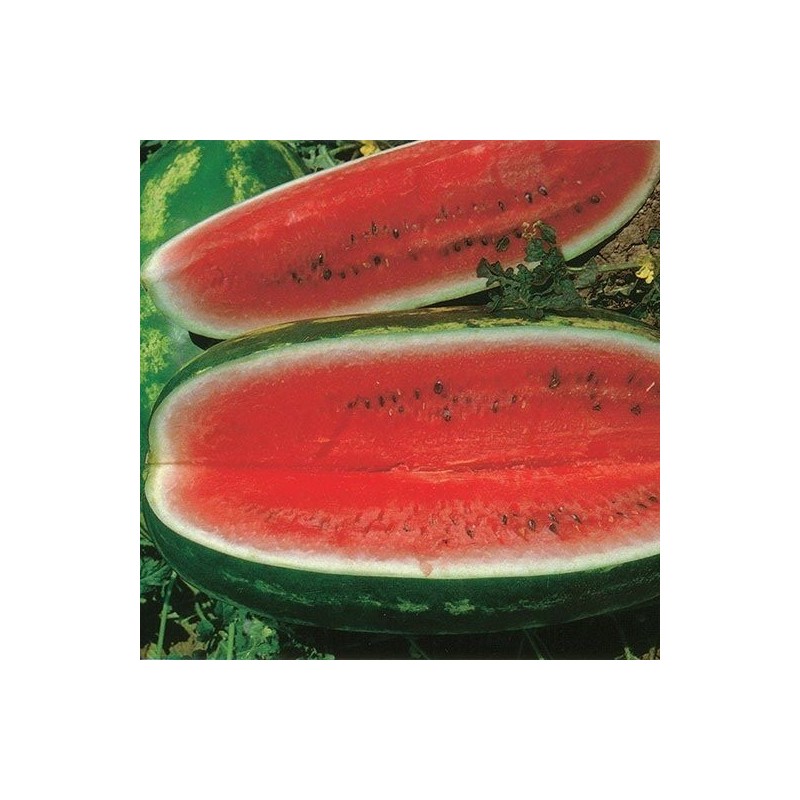 sandia klondike RS-57- semillas no tratadas