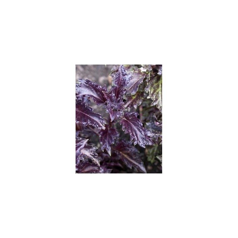 albahaca purpura rizada Purple Ruffles
