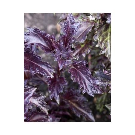 albahaca purpura rizada Purple Ruffles