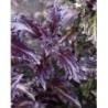 albahaca purpura rizada Purple Ruffles