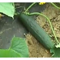 pepino marketmore (semillas ecolÃ³gicas Naturnoa)