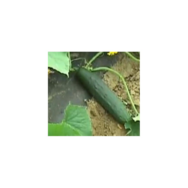 pepino marketmore (semillas ecolÃ³gicas Naturnoa)