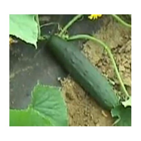 pepino marketmore (semillas ecolÃ³gicas Naturnoa)