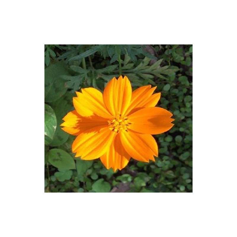 Cosmos Sulphureus - semillas sin tratamiento