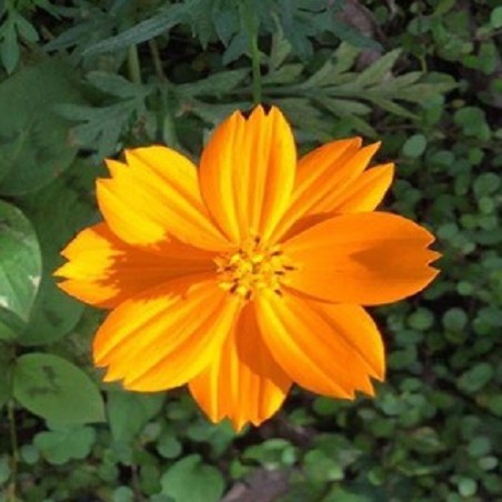 Cosmos Sulphureus - semillas sin tratamiento