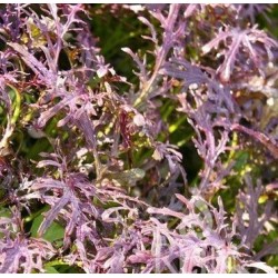 Mostaza Rouge Metis (Semillas no tratadas)