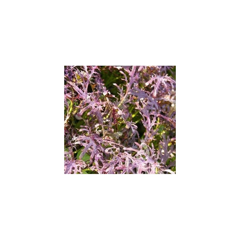 Mostaza Rouge Metis (Semillas no tratadas)