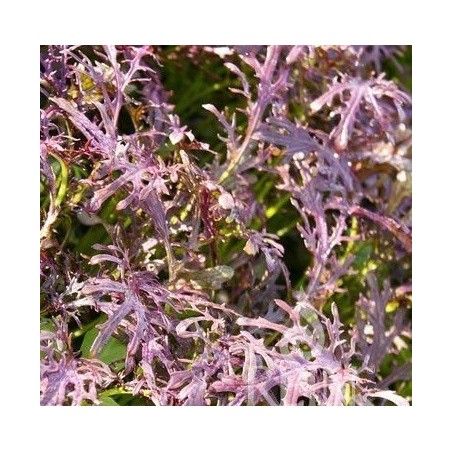 Mostaza Rouge Metis (Semillas no tratadas)