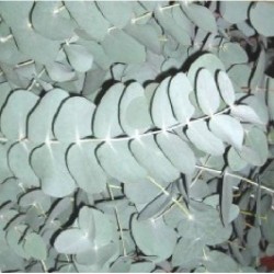 eucalipto dolar plateado (eucalyptus cinerea)