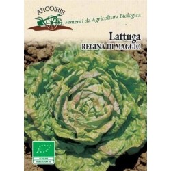 lechuga reina de mayo - semillas ecolÃ³gicas Arcoiris