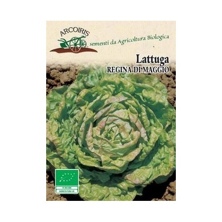 lechuga reina de mayo - semillas ecolÃ³gicas Arcoiris
