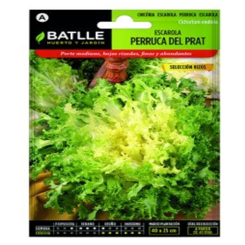 escarola perruca del Prat sel rizos