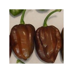 pimiento habanero chocolate - semillas sin tratamiento