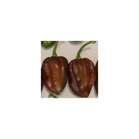 pimiento habanero chocolate - semillas sin tratamiento
