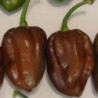 pimiento habanero chocolate - semillas sin tratamiento