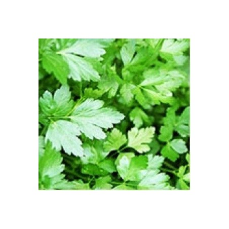 perejil gigante de Italia Oscar - semillas no tratadas