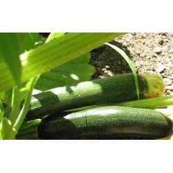 calabacin belleza negra (semillas ecolÃ³gicas)