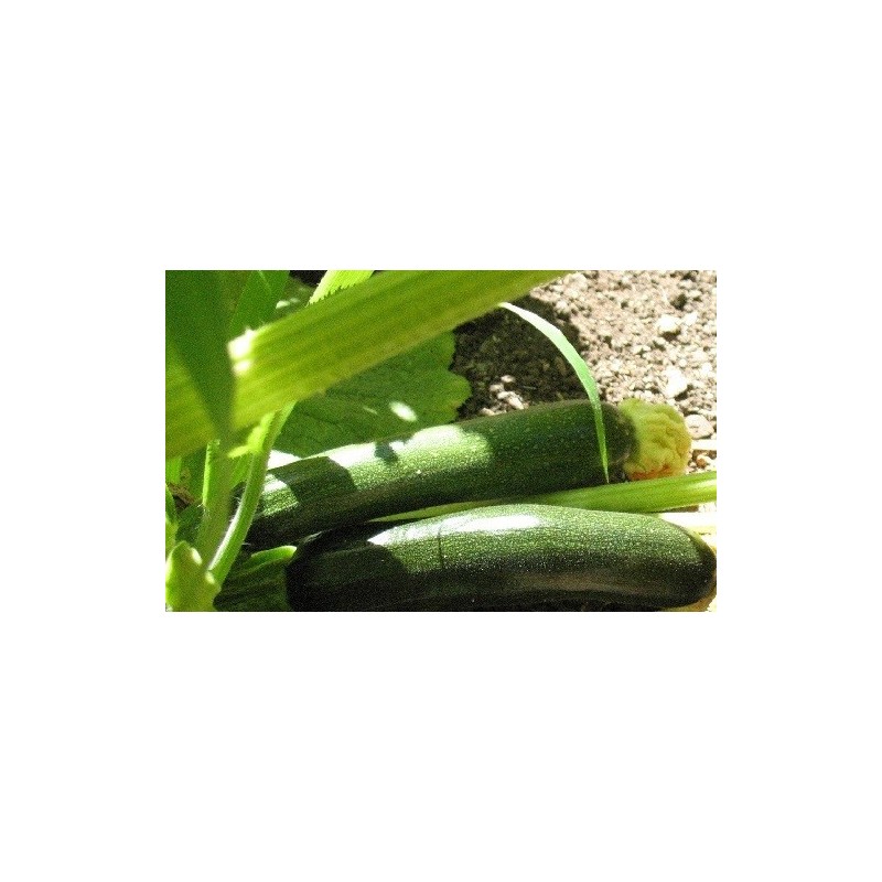 calabacin belleza negra (semillas ecolÃ³gicas)