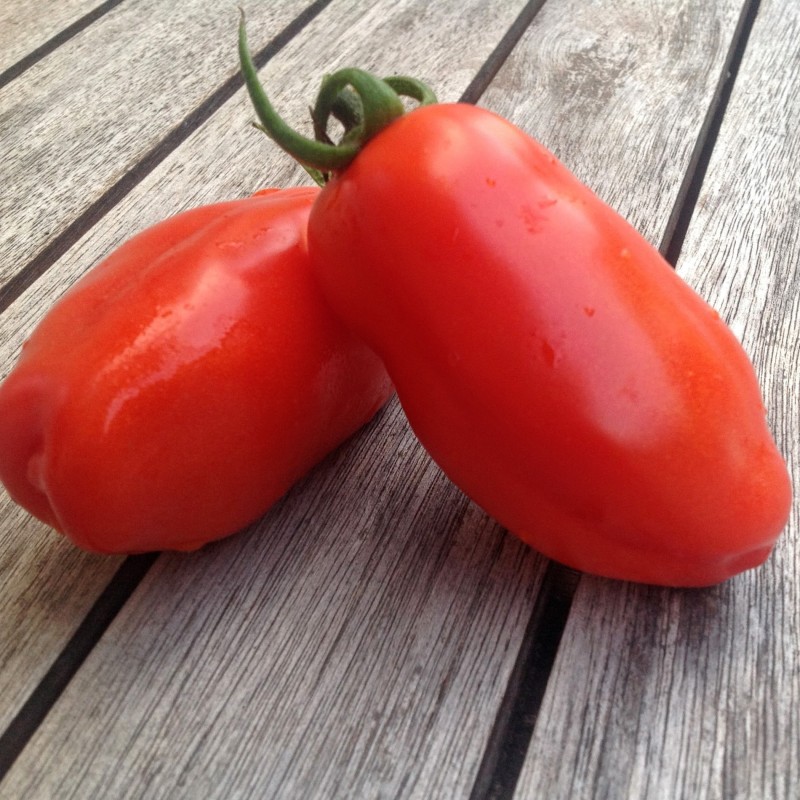 Tomate San Marzano - semillas no tratadas