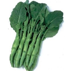 Kailaan blanco  - semillas sin tratamiento