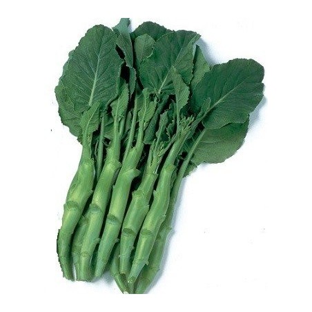 Kailaan blanco  - semillas sin tratamiento