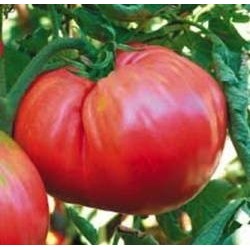 tomate homestead (semillas ecolÃ³gicas biodinamicas)