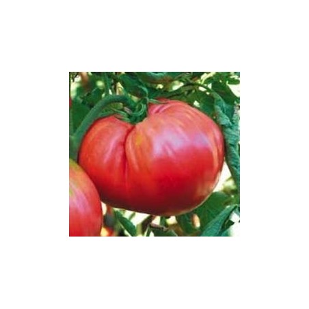 tomate homestead (semillas ecolÃ³gicas biodinamicas)