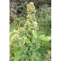 quinoa chadmo (semillas ecolÃ³gicas)