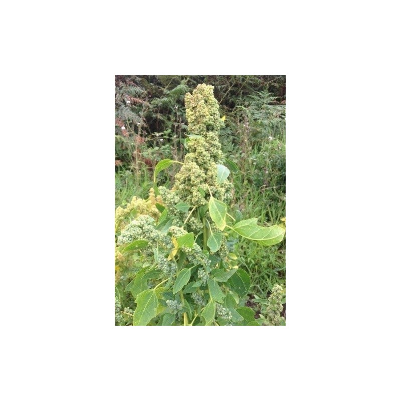 quinoa chadmo (semillas ecolÃ³gicas)