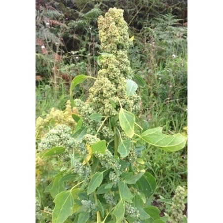 quinoa chadmo (semillas ecolÃ³gicas)