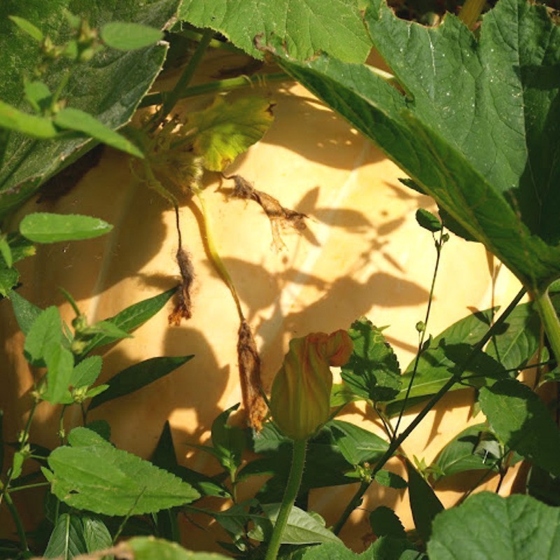 Calabaza Mammoth - semillas Fito