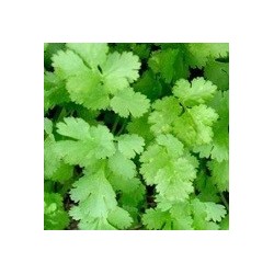 Cilantro Santos (semillas sin tratamiento)