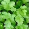 Cilantro Santos (semillas sin tratamiento)