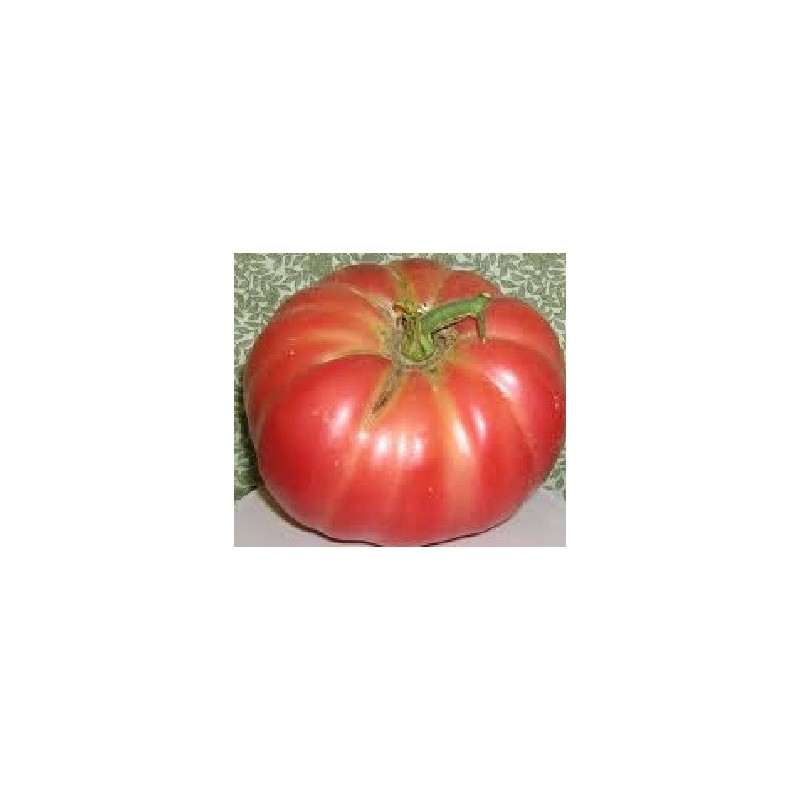tomate Belmonte (semillas ecolÃ³gicas)