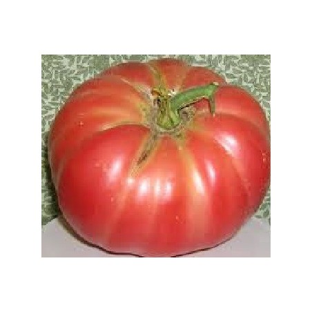 tomate Belmonte (semillas ecolÃ³gicas)