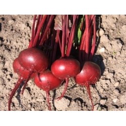 remolacha detroit 2 Bolivar - semillas sin tratamiento