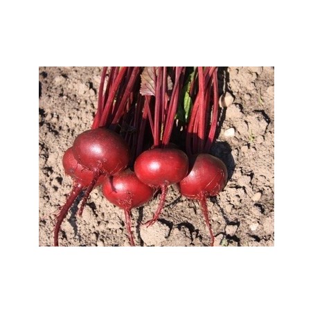 remolacha detroit 2 Bolivar - semillas sin tratamiento