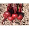 remolacha detroit 2 Bolivar - semillas sin tratamiento