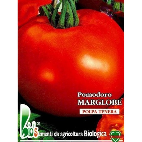 tomate marglobe - semillas ecolÃ³gicas