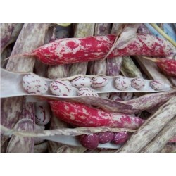 Judia siberiana (semillas ecolÃ³gicas)