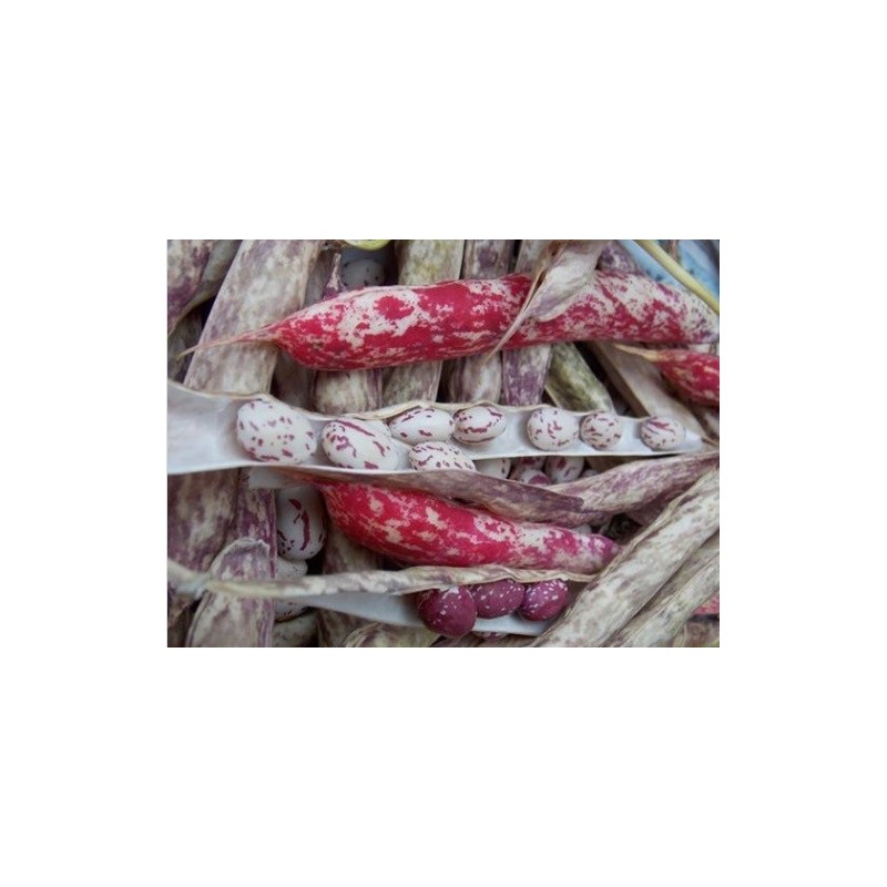 Judia siberiana (semillas ecolÃ³gicas)