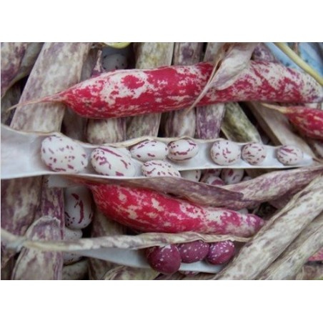 Judia siberiana (semillas ecolÃ³gicas)