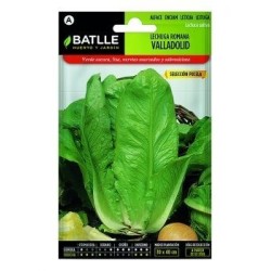 lechuga romana Valladolid sel Pucela