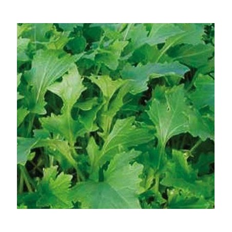 Namenia - semillas no tratadas