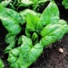 Espinaca F1 Palco (Semillas no tratadas)